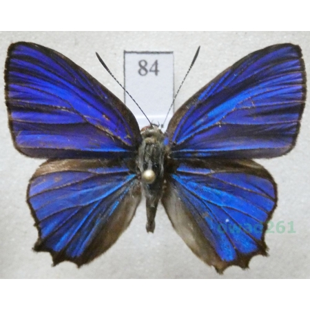 Hypochrysops polycletus (Linnaeus, 1758) Philippines84